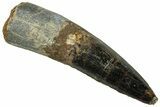 Fossil Spinosaurus Tooth - Real Dinosaur Tooth #319060-1